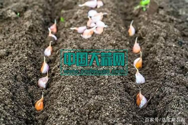 大蒜用什么肥料追肥好