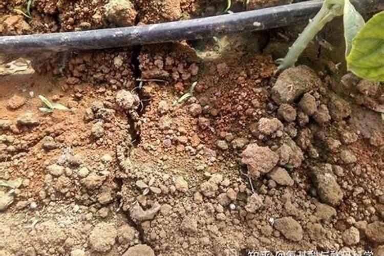 对植物使用磷肥的作用