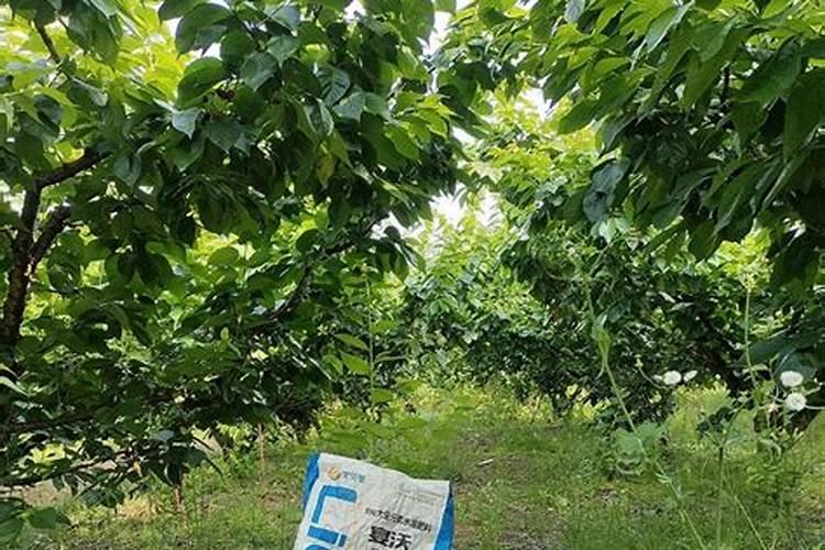 樱桃树春季施什么肥好