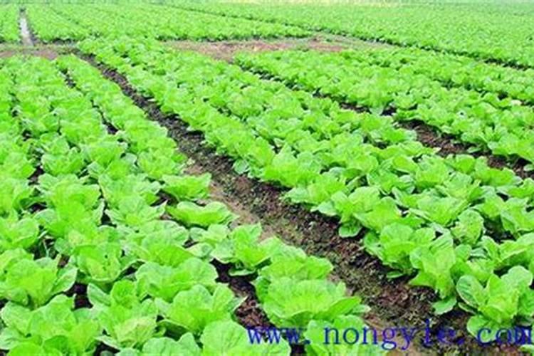 种白菜如何施肥