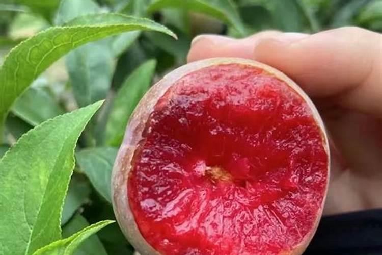 金太龙水溶肥一桶多少袋