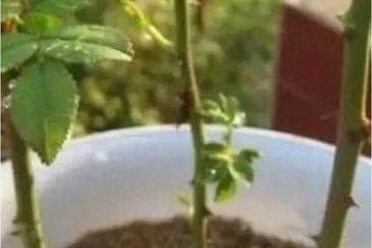 姜什么时侯追肥效果好