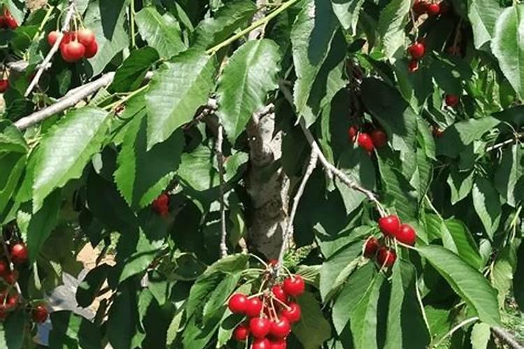 栽樱桃树需要施什么肥料