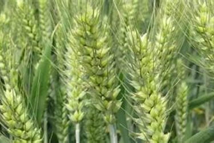 有机氮肥有哪几种