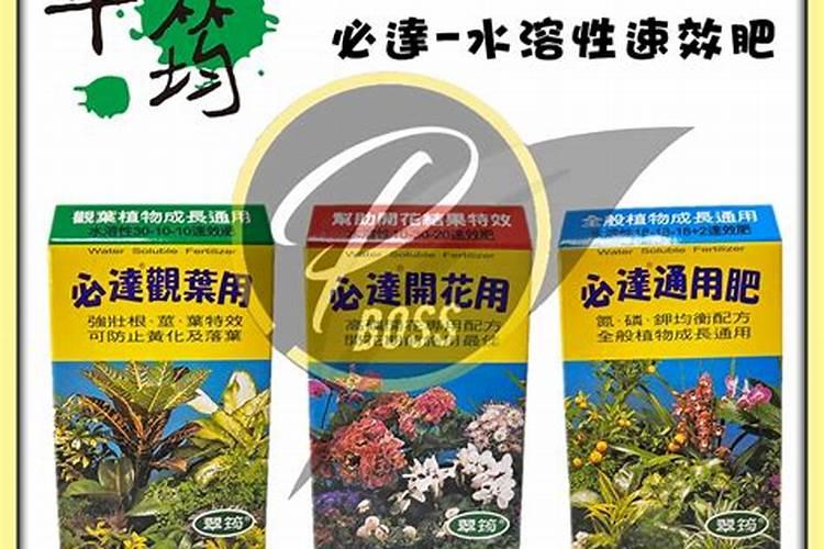 文竹怎么施肥？