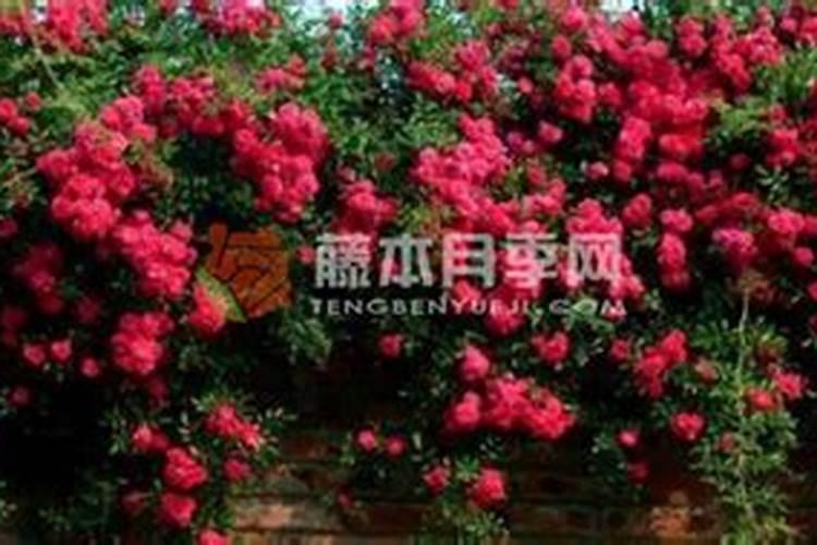 红木香花怎么养护方法