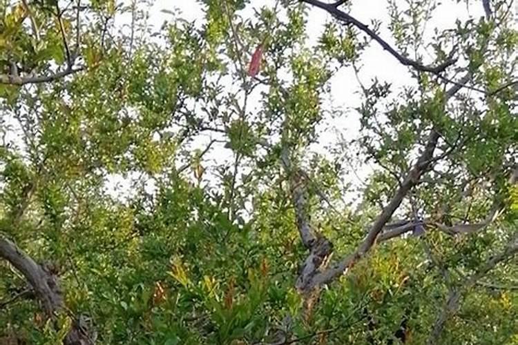 熟黄豆可以做西瓜基肥吗？