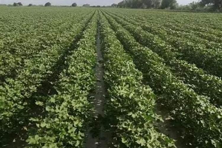 棉花种植注意事项是什么 棉花应该怎么养殖