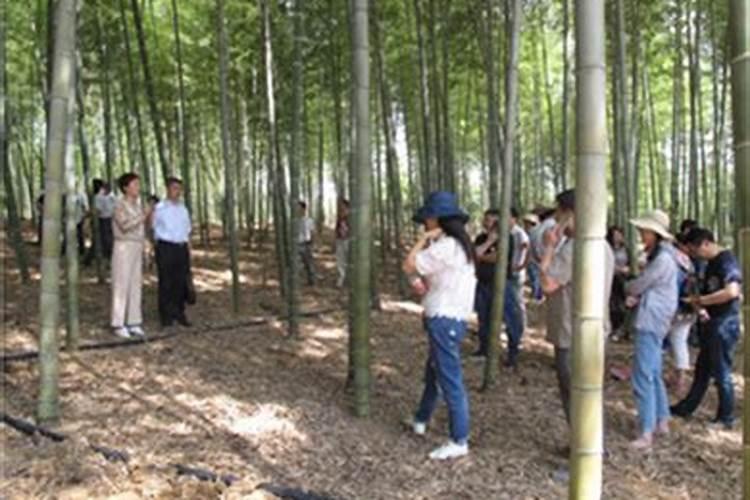 毛竹怎样施肥