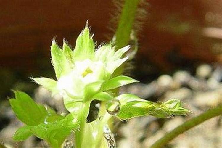 马水桔常州可种植吗？