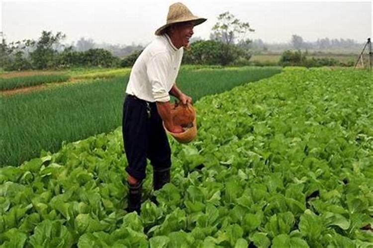 大棚阴天下雨可以打叶面肥吗？