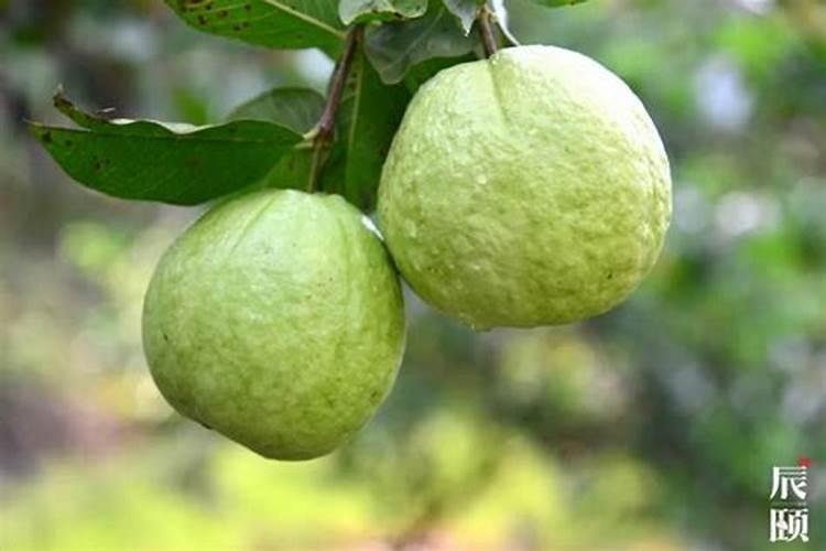 八角的种植方法和条件 八角施什么肥好