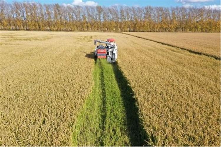 水稻叶面喷肥时间 水稻怎么施肥