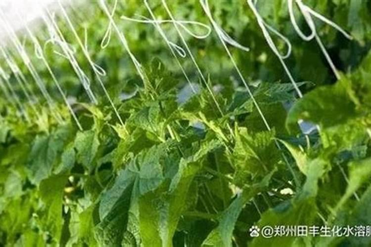 大棚黄瓜喷葡萄糖对人体有害吗