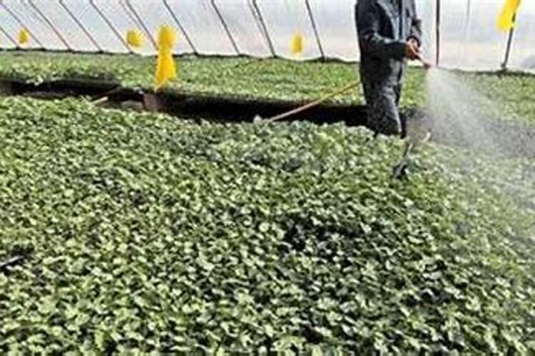 矿源黄腐酸钾使用方法是什么