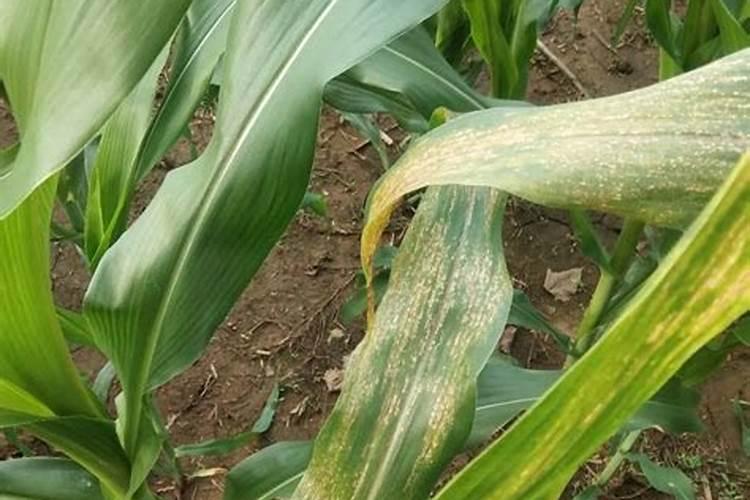 为何很多人种植玉米使用磷酸二氢钾？有哪些功效吗？