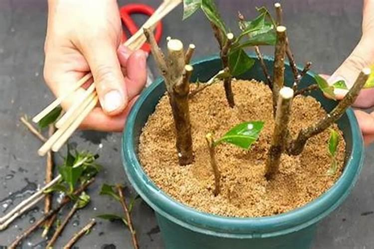 茶花怎么养才长得好