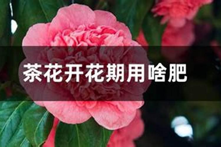 茶花怎么养？