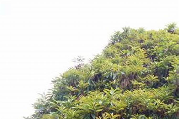 想要给茶花施肥,施什么肥好？