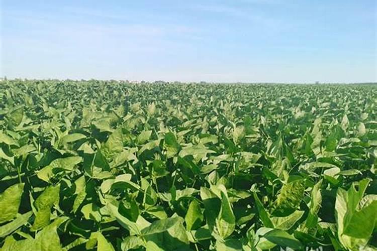 化学氮肥是什么名称肥