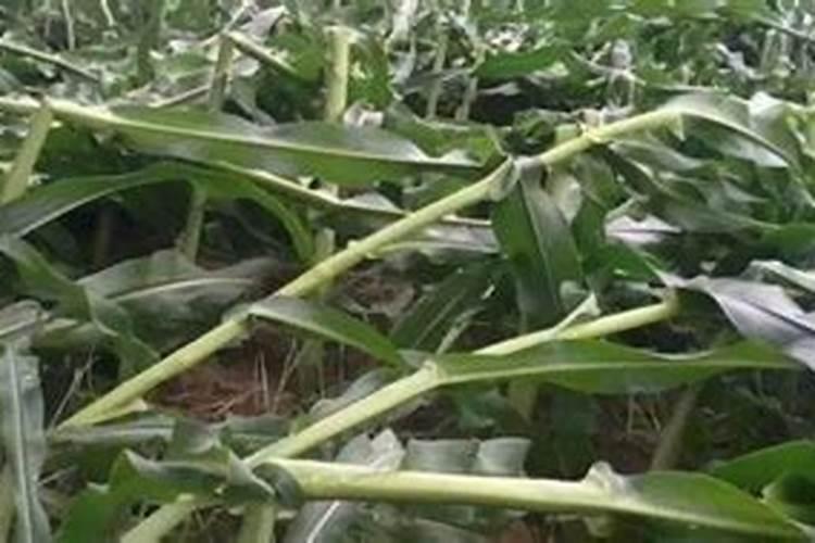 磷肥对植物的作用与功效,常见磷肥种类及施用技术