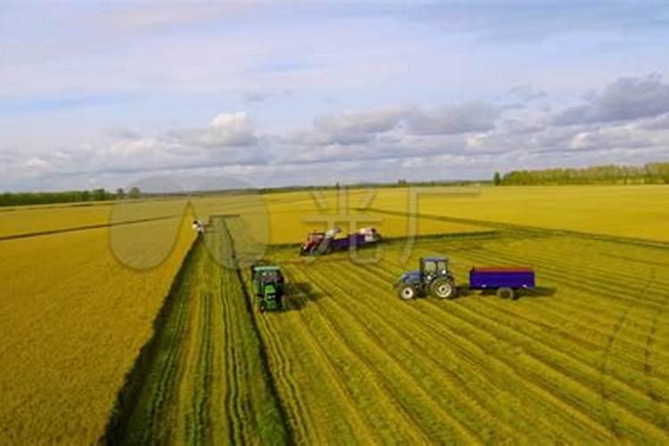 促进水稻分蘖的叶面肥