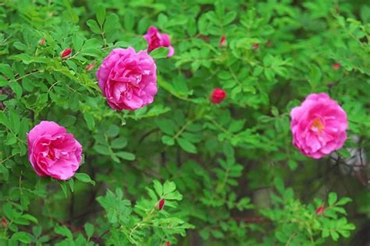 种植红花的方法