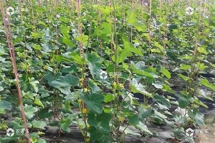 君子兰用什么肥料