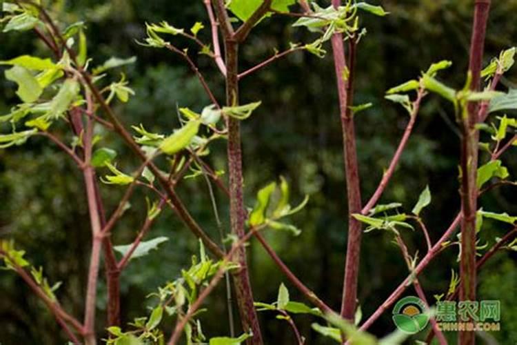 君子兰用什么肥料最好