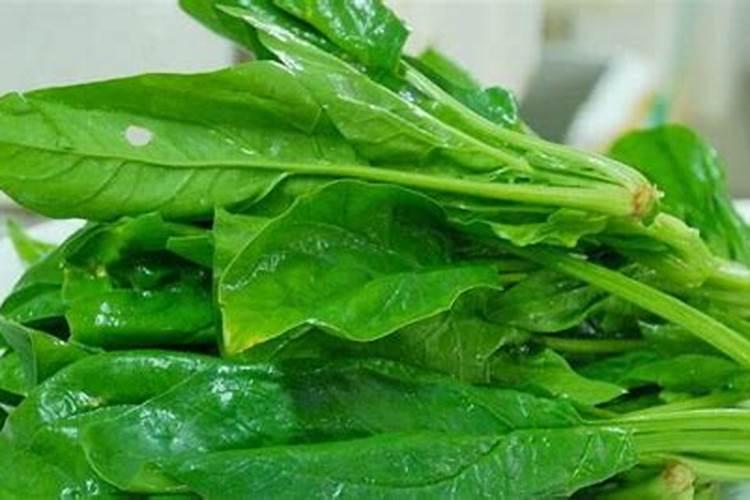 菠菜在种植过程中叶子发黄,是因为什么？