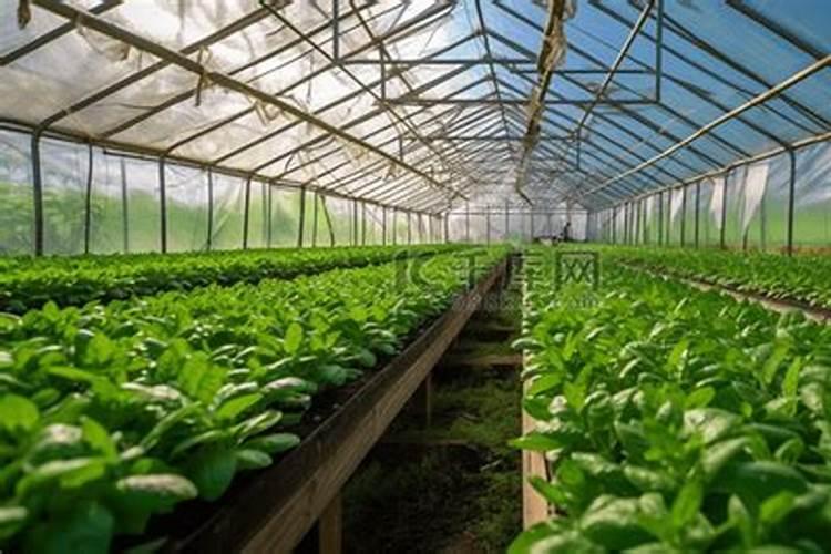 大棚蔬菜常用肥料有哪些