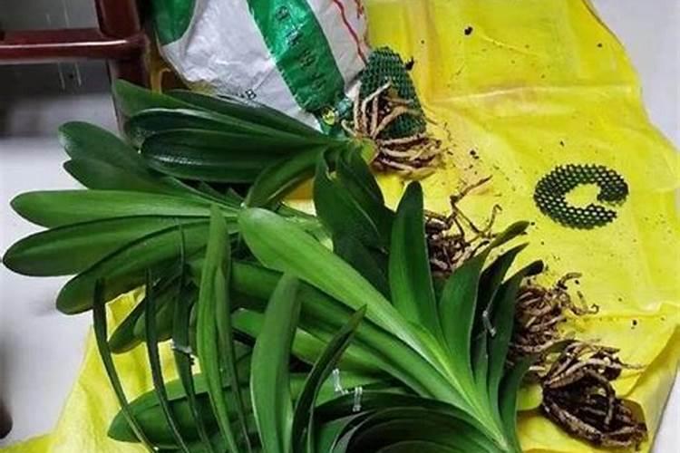 杏树上有什么虫子？用什么药能杀灭？？