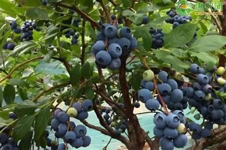 磷酸氢二铵特点