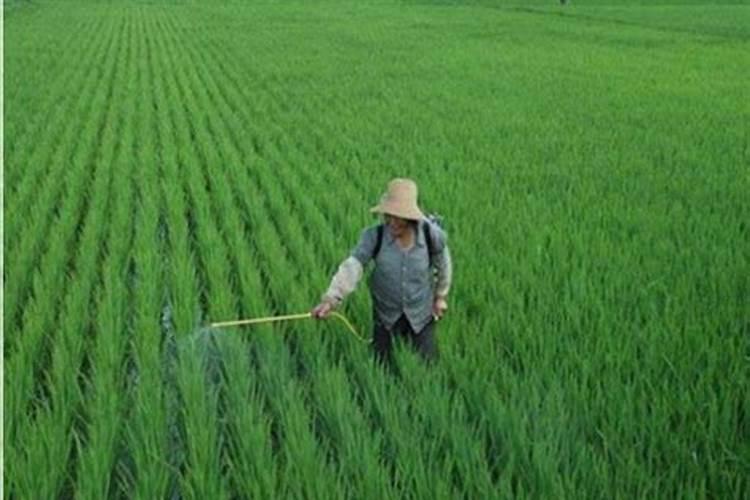 果树施什么肥料最好