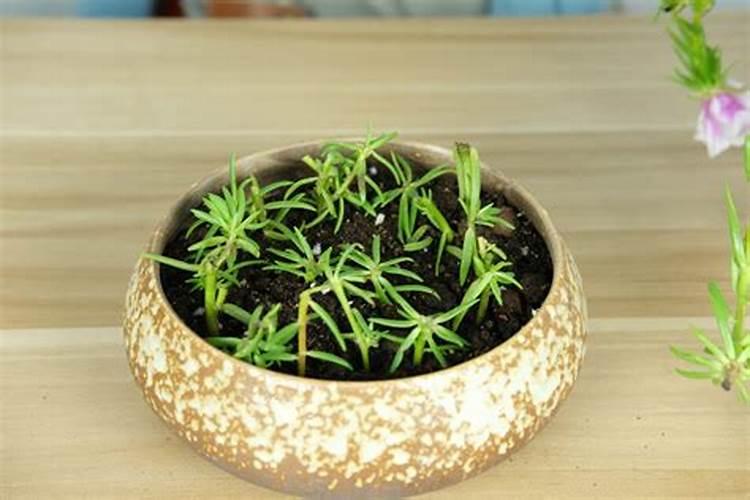 刚栽的小树苗可以施磷肥吗？