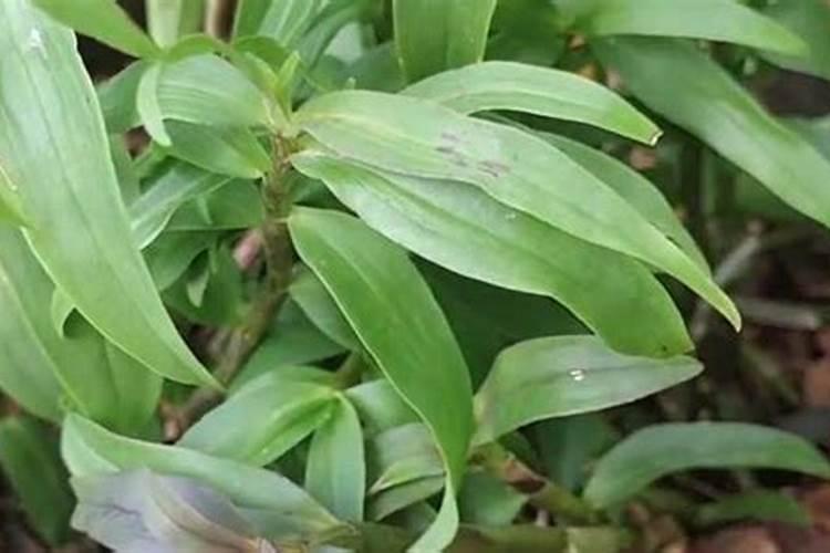 磷肥施用过量的后果,磷肥施用过量怎么补救