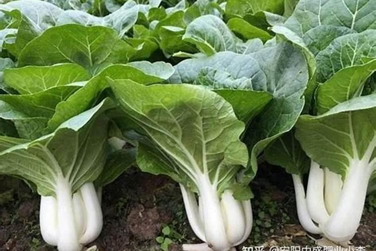 氯化钾肥料能否施用柑桔和橙子树上吗？