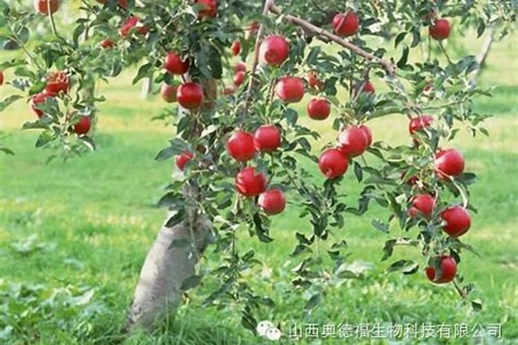 菠萝蜜采果后的施肥,应该怎么做？
