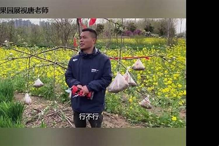 苹果病毒病怎么治啊？有什么好的药吗？