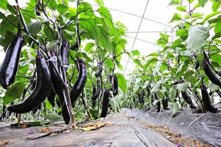 茄子膨大素什么时候用好？茄子什么肥可以促进果实膨大？