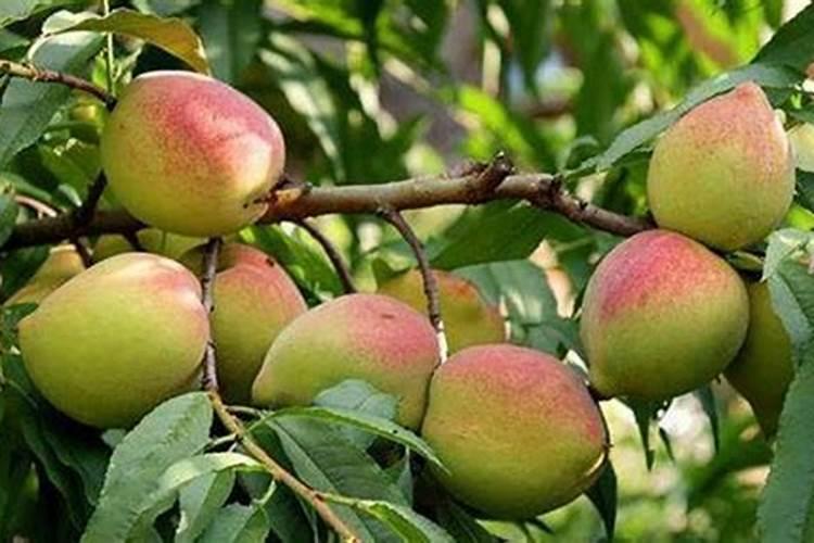 西瓜授粉碰到阴雨天怎么办