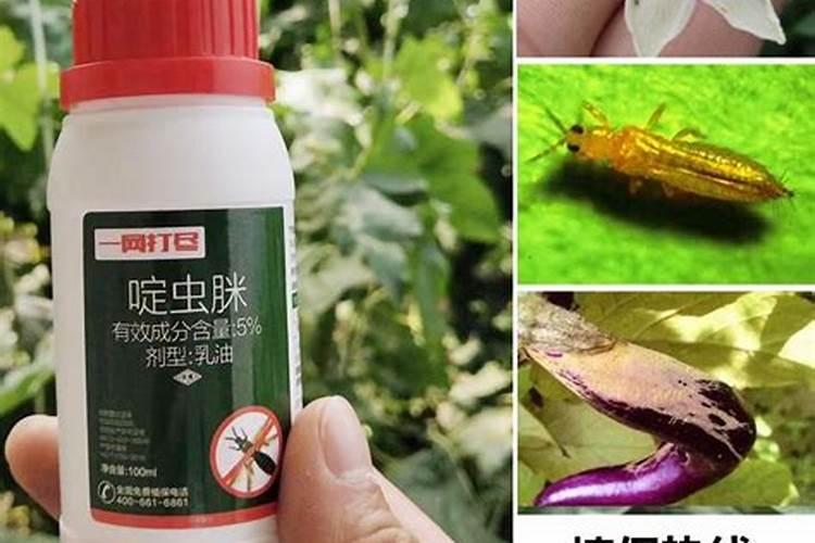 蓟马最怕的三种药(黄瓜玉米蓟马用什么农药效果最好)