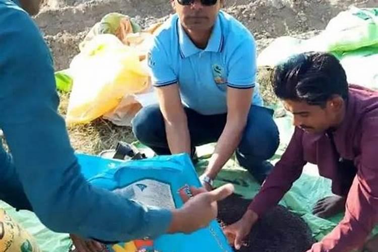 草莓多久施肥一次