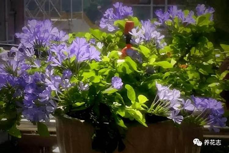 请问肥料登记证到哪里可以查到？