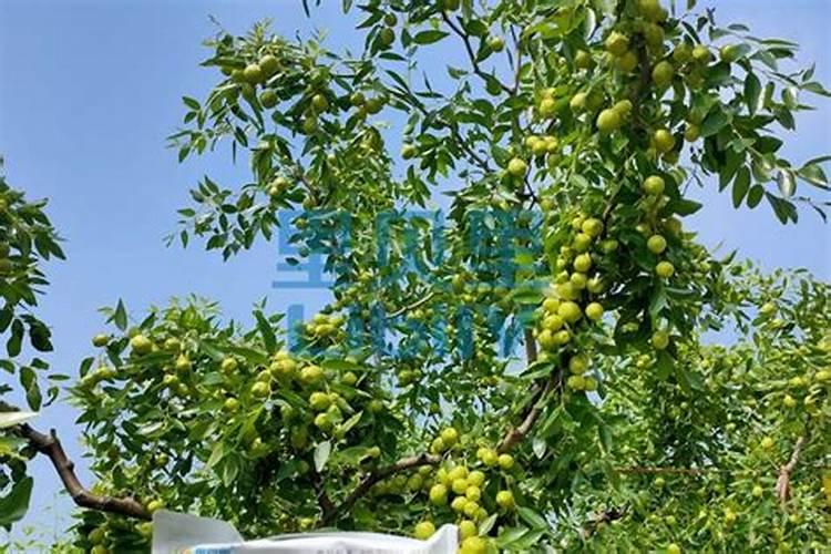 蓝莓含什么营养成分？