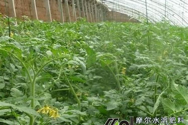 大棚西红柿啥时期冲施高磷肥？