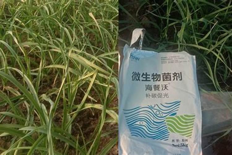 番茄膨果叶面肥效果最好的是哪种