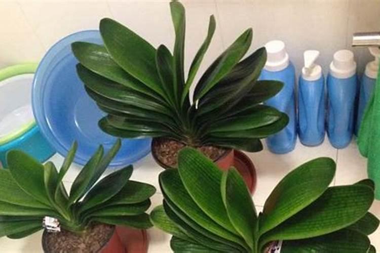 请问一下君子兰可以用尿素吗