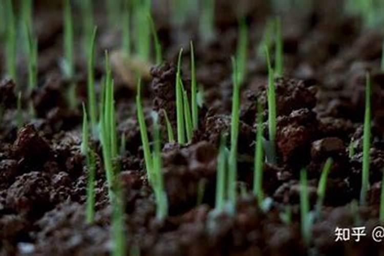 枣树移栽多久生根