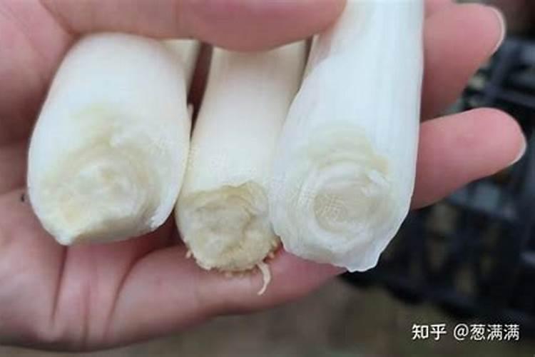 最适宜姜的肥料是